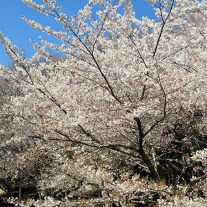 桜！きれいですね♪そして4月29日は毎年恒例の(^^)/
